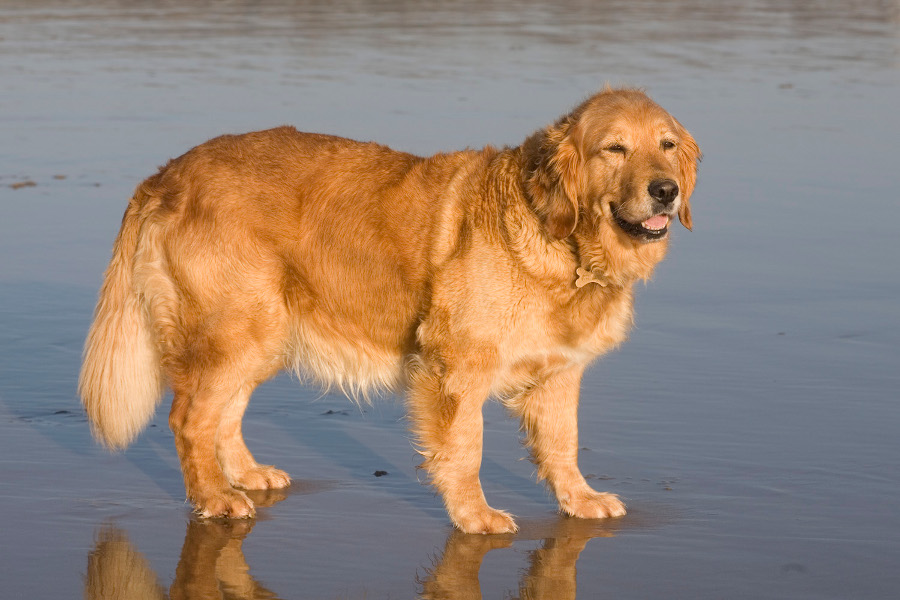 Dog standing on a beach