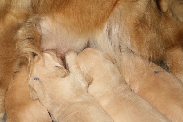 Puppies with their
            mother, feeding.