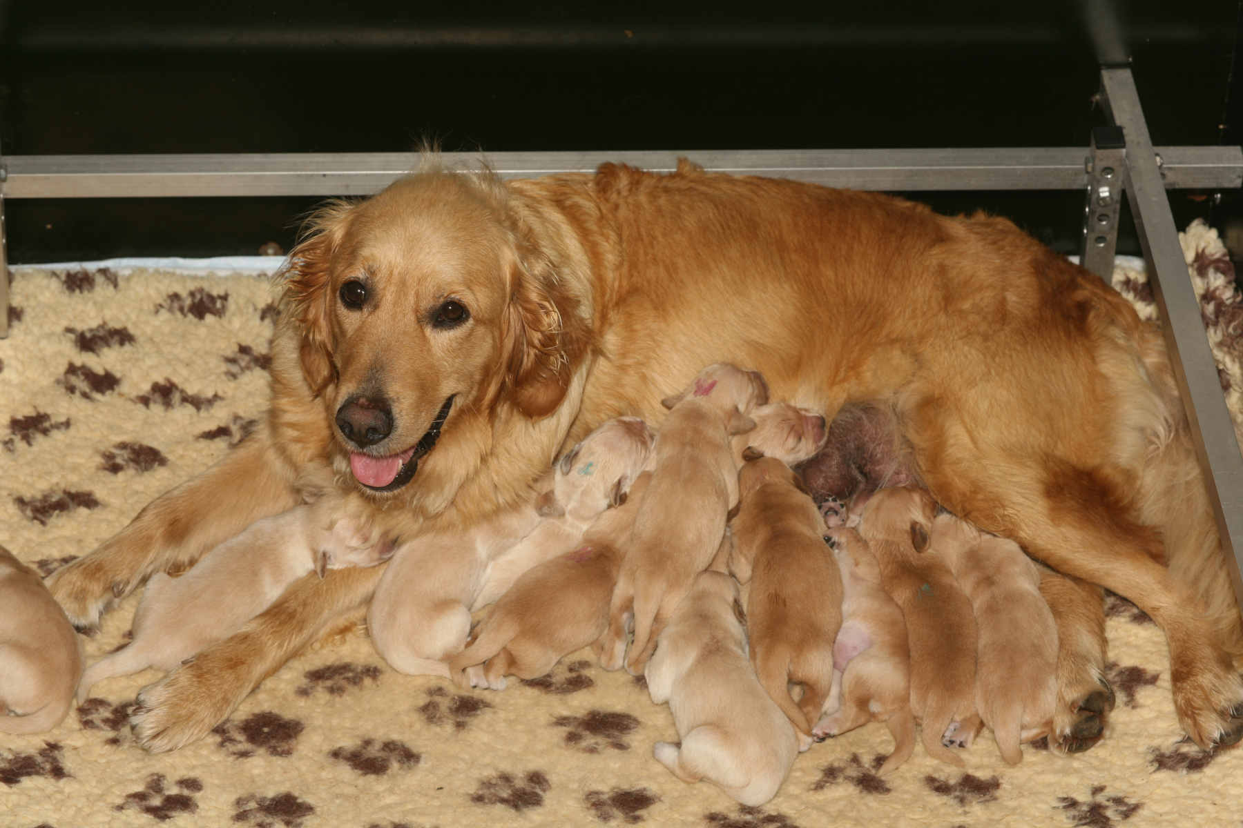 Florence with 1 week old puppies