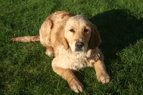 A dog lying down looking at the viewer