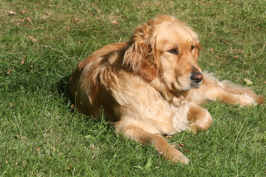 A dog lying down facing to the side