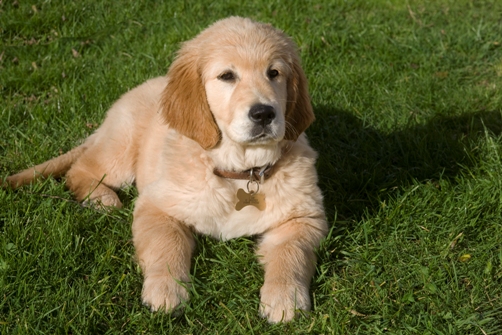 Puppy lying on grass