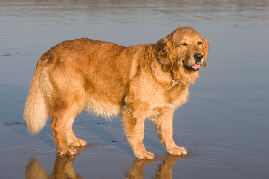 Dog standing on a beach