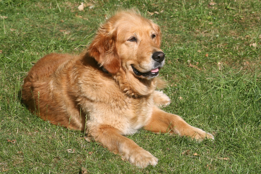 Adult dog lying down on grass