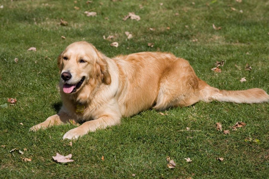 A dog lying down