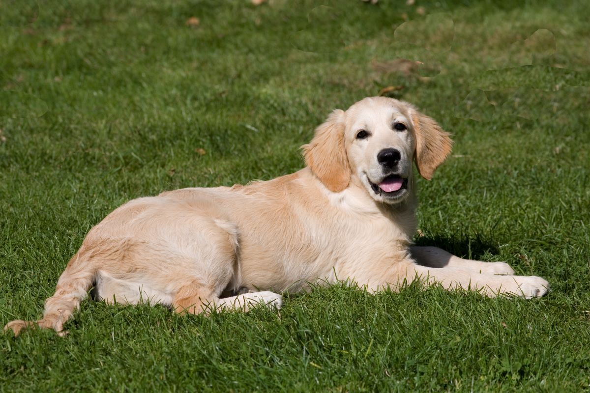 A dog lying down