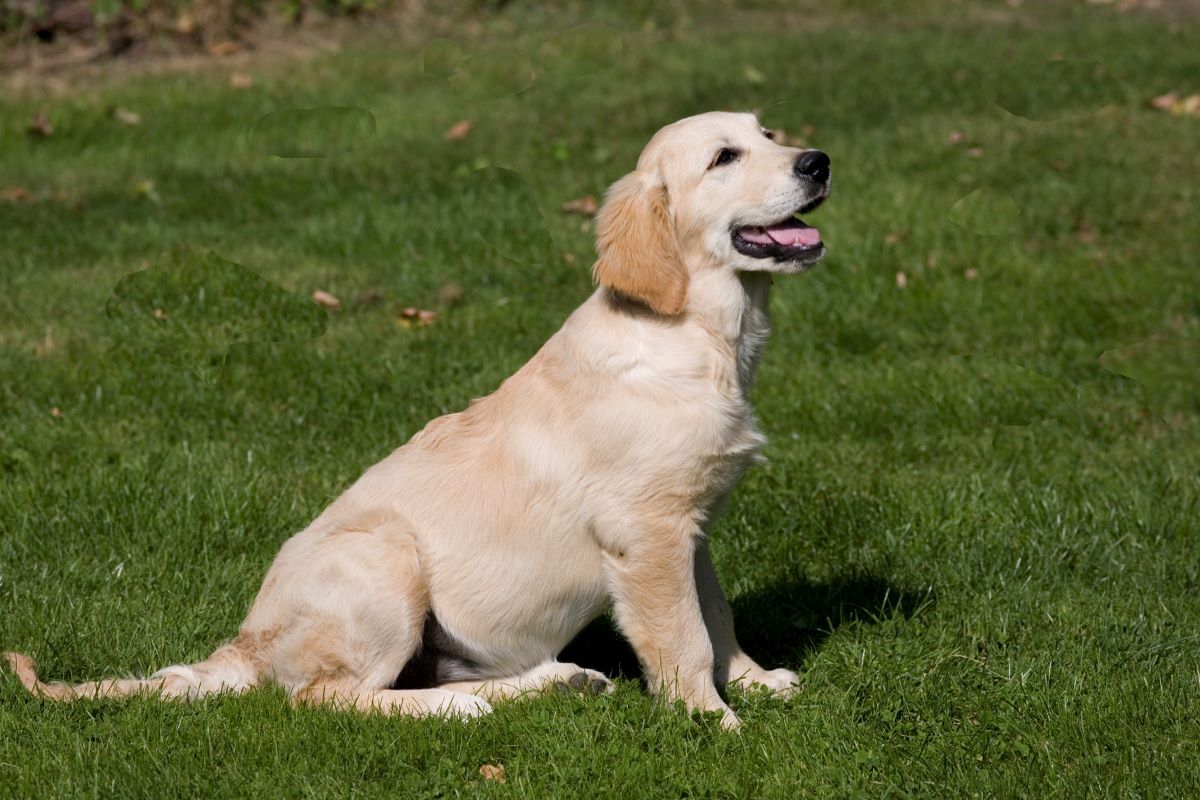 A dog sitting