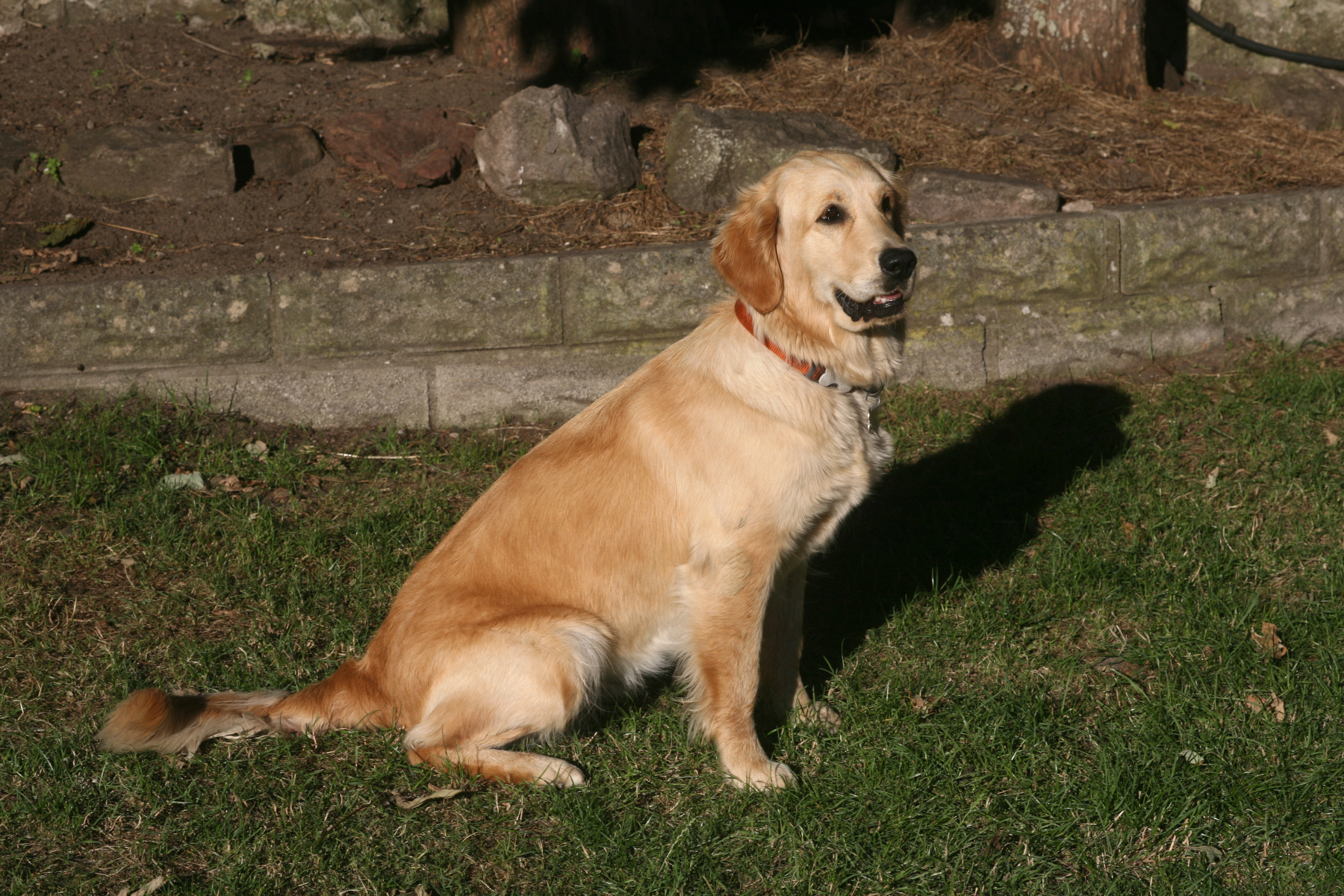 A dog sitting