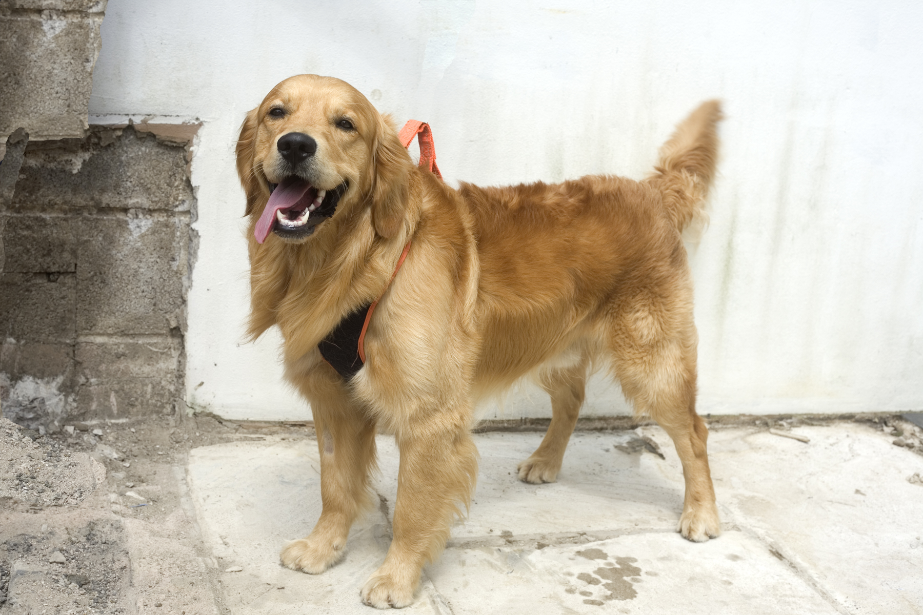 A dog standing