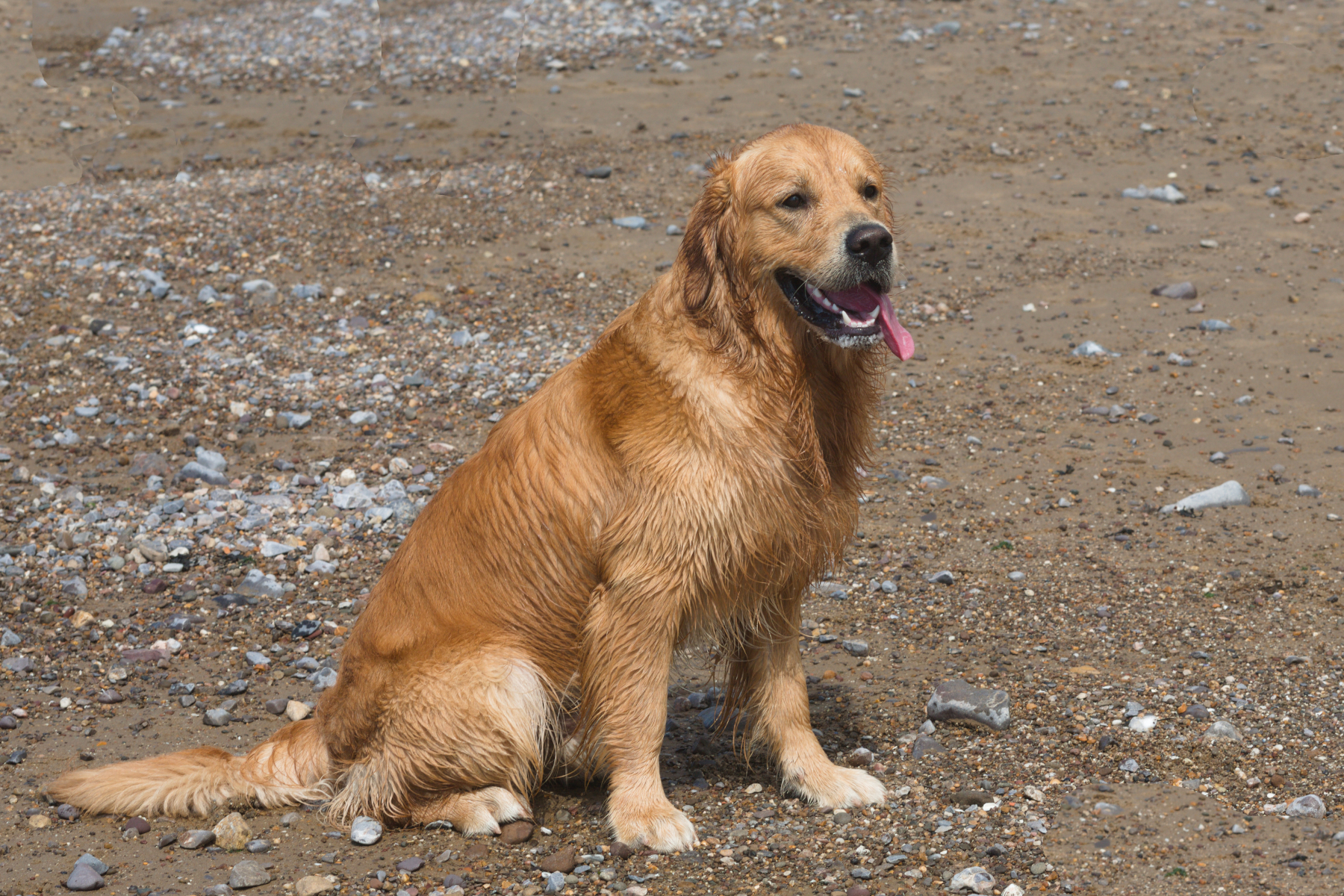 A dog sitting
