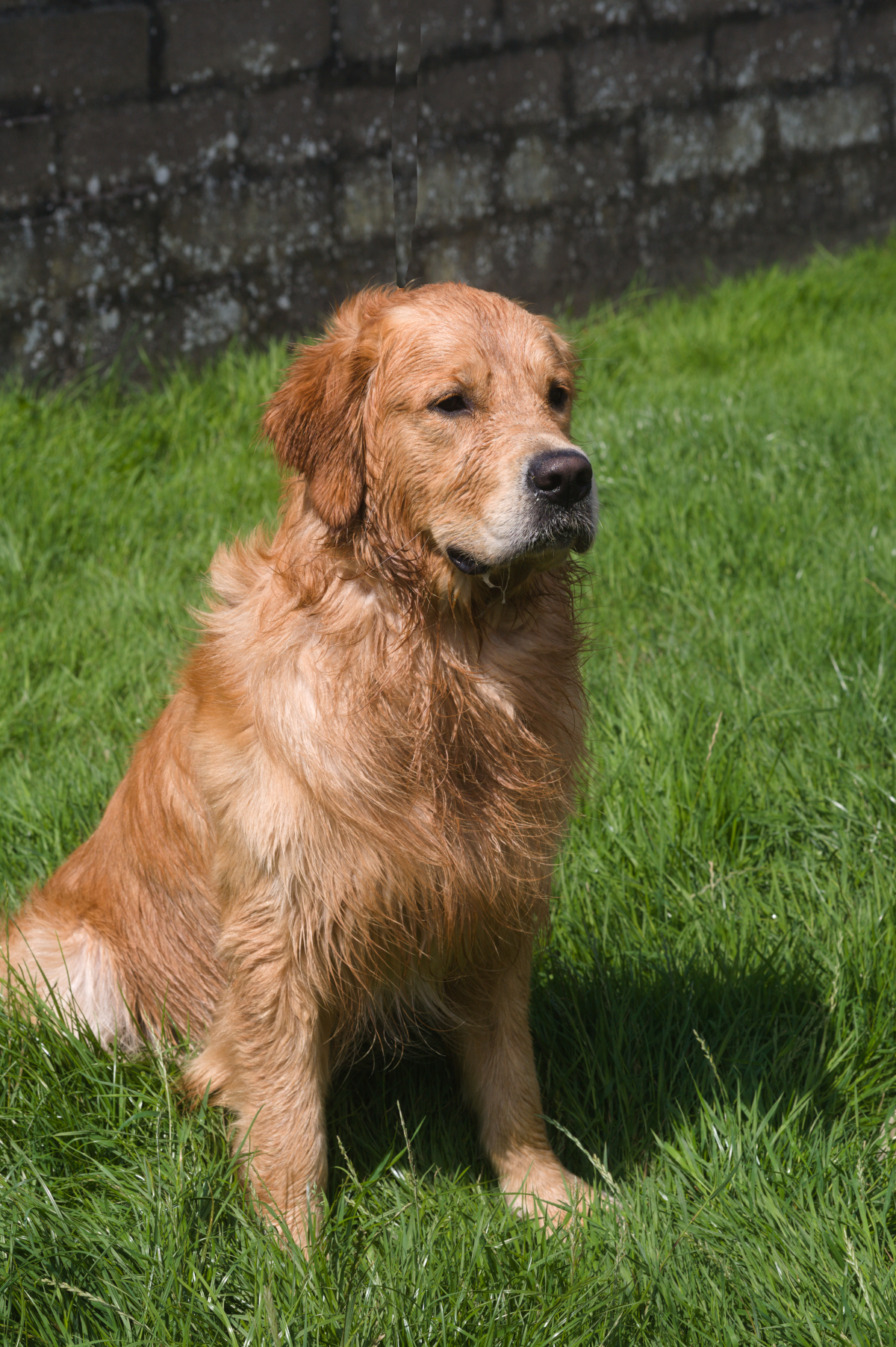 A dog sitting