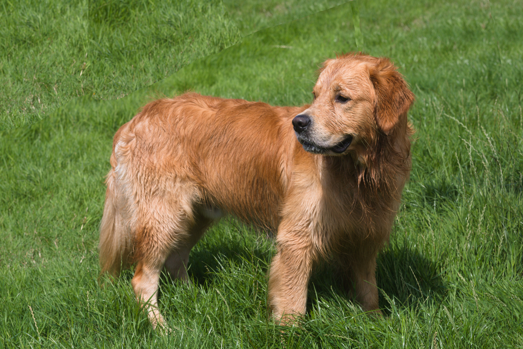 A dog standing