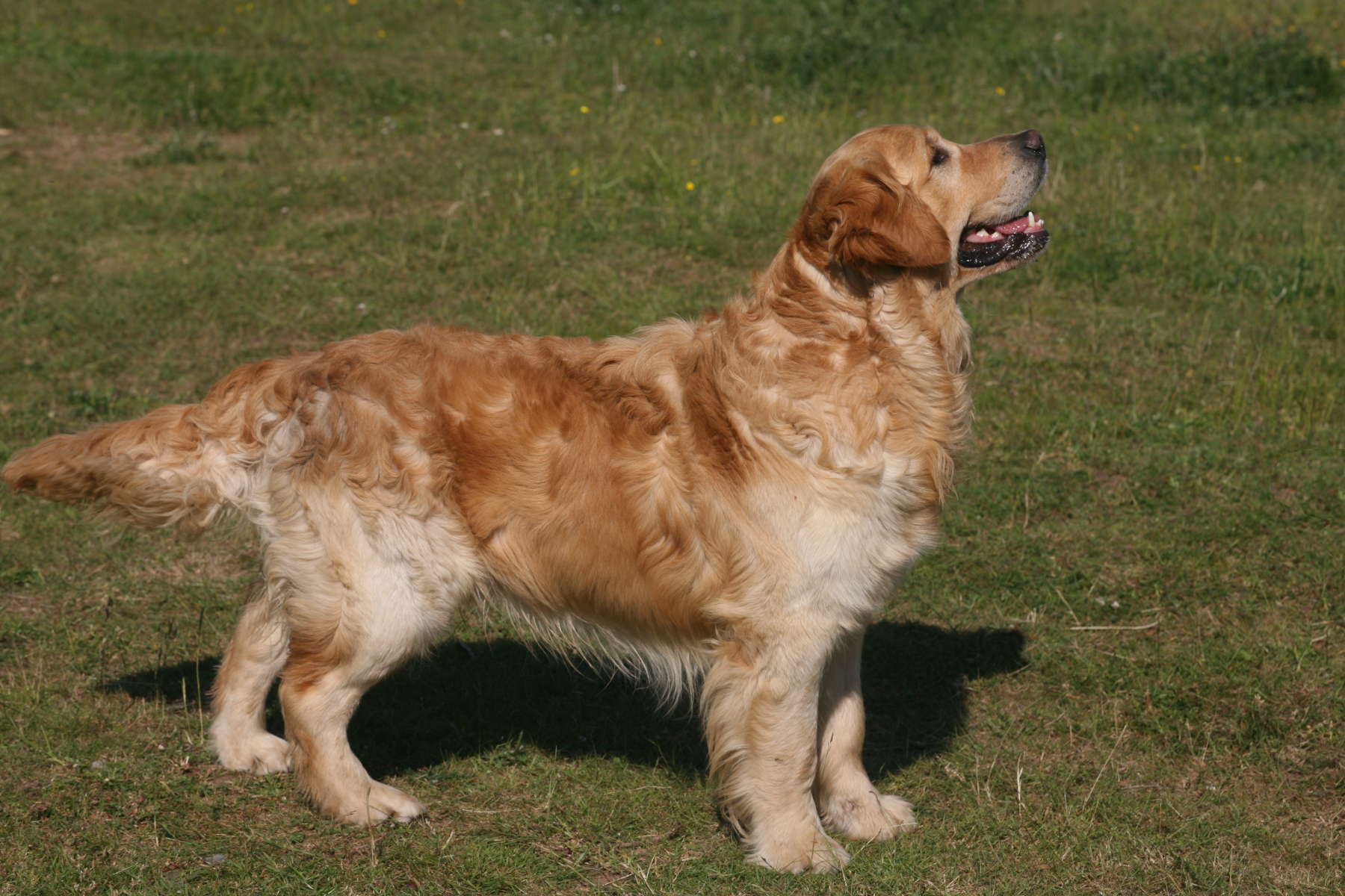 Bear, Florence's mate