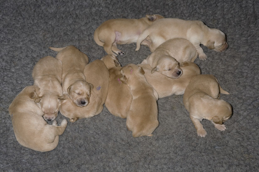 Picture of the all puppies, aged eleven days.