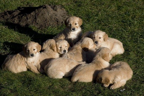 Puppies huddled together on grass.