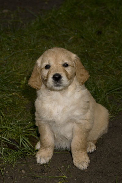 Puppy at 7 weeks.