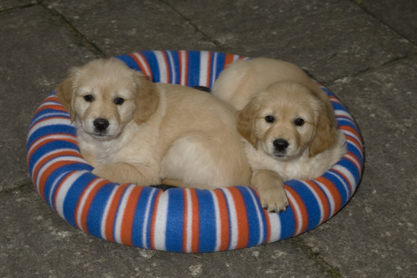 Two puppies ready to leave, 8 weeks old.