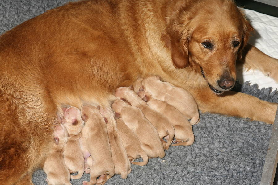Puppies suckling at one day old
