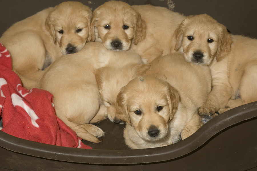 Puppies snuggled up together in a basket