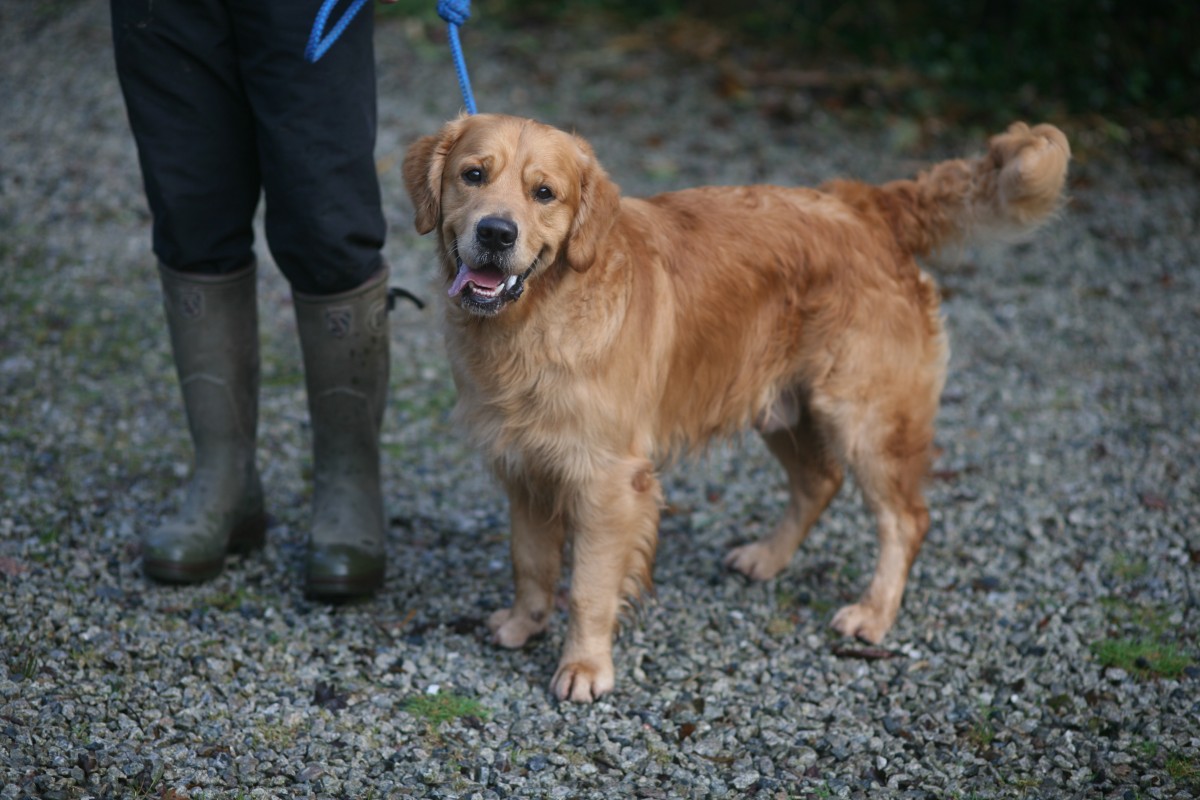 dog standing near owner