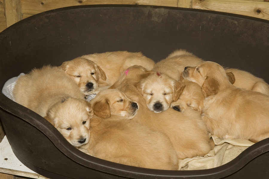 Puppies snuggled up together in a basket