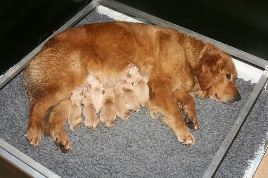 Puppies asleep in a basket