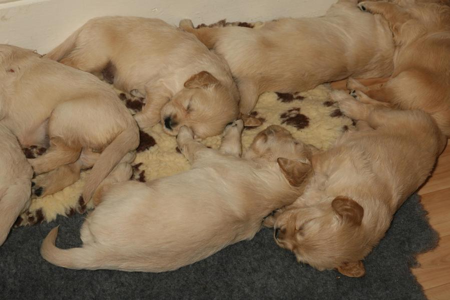 Puppies sleeping together on a rug
