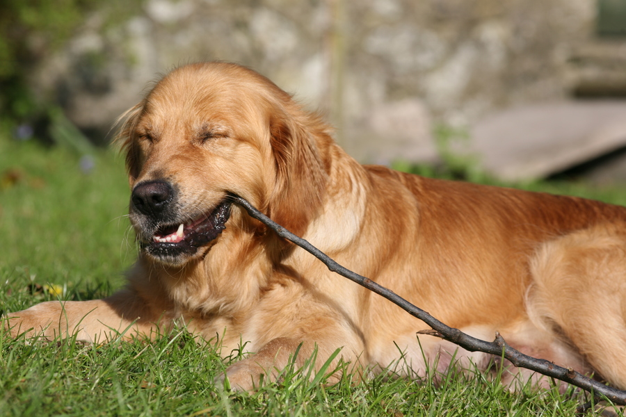 Elsa also chewing a
            stick