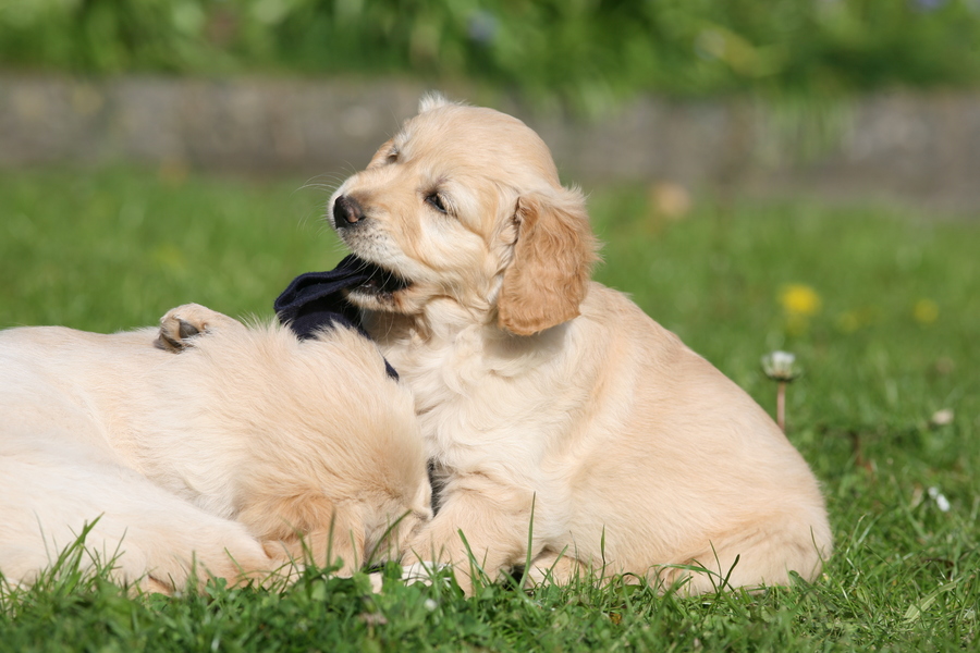 Two puppies, one
        playing with a black sock, age 7 weeks.