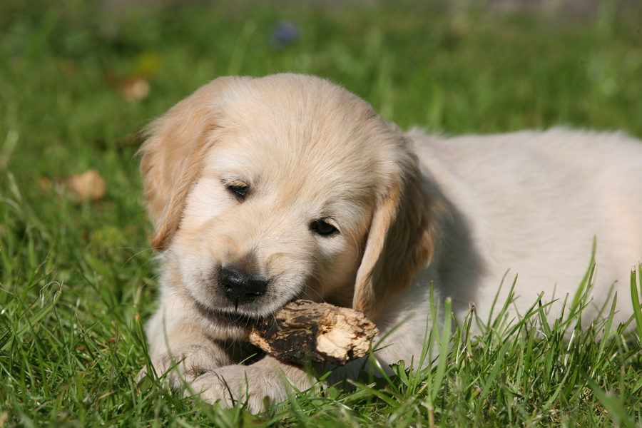 Puppy chewing a
            stick