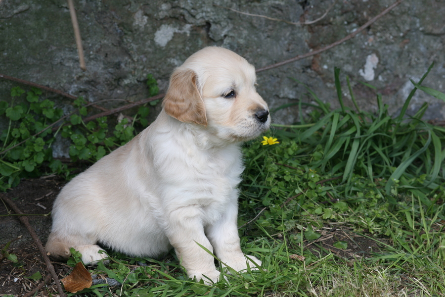 Puppy sitting by a
        wall