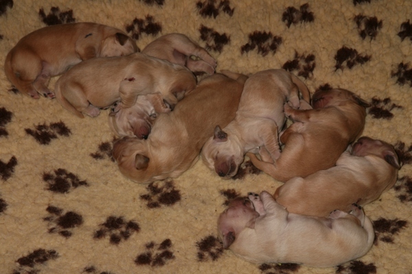 Young puppies sleeping together on a rug