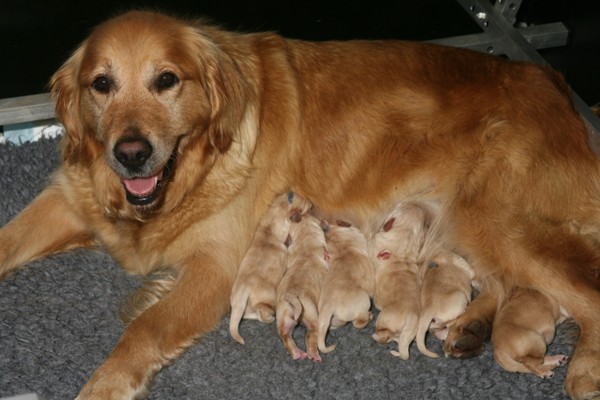 Puppies with their
            mother, at 1 day old, feeding