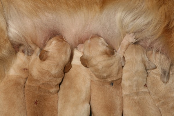 Puppies with their
            mother, at 1 week old, feeding