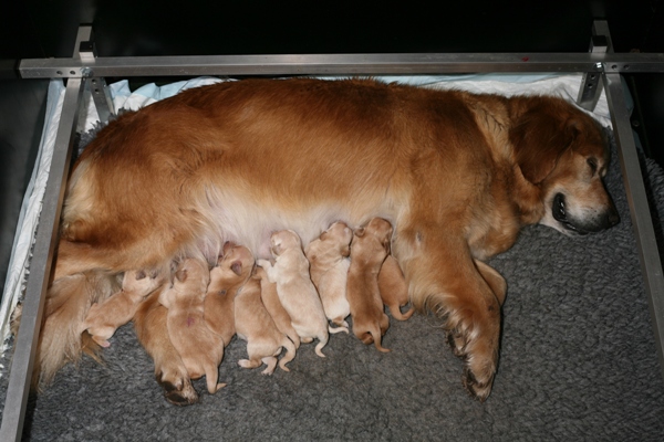 The puppies at four days old with Elsa