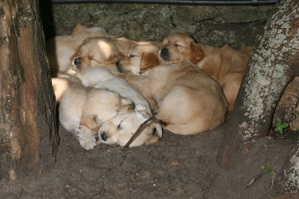 Puppies sleeping between two trees