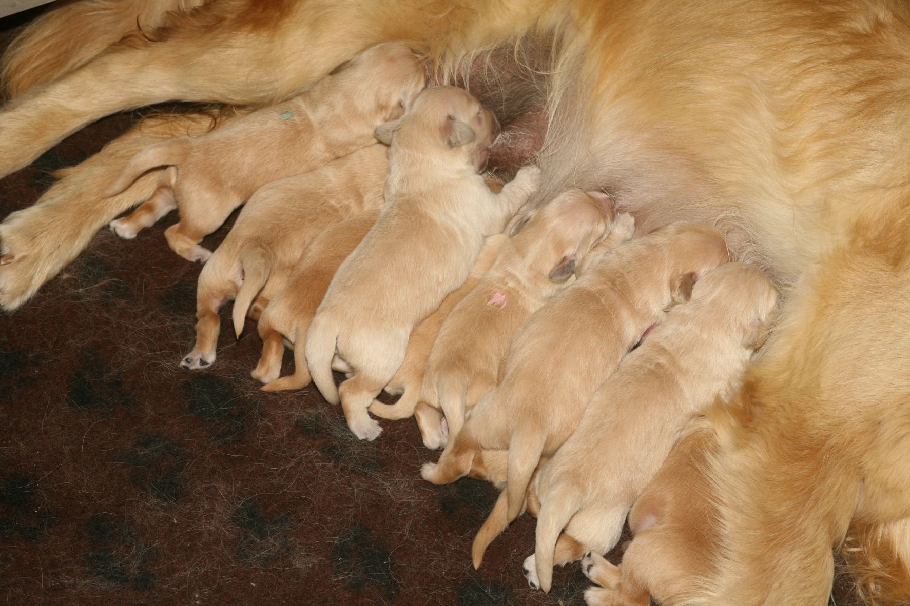 Puppies suckling at 5 days old