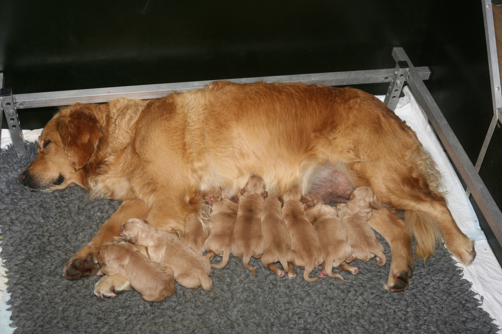 Florence's fourth puppies